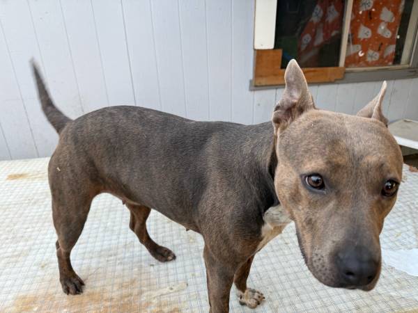 Almost 2 years need gone asap 50$ (Sacramento)63848981299203121