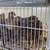 codornizes , Quails Japanese, coturnix 4 thumbnail