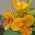Canna Golden Gate – 1 gallon $8 1 thumbnail