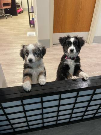 Mini Aussie Puppies (Columbia)63981874257410124