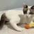 Lillian (B/W) & Lauren (Siamese Mix): Sweet Kittens Available to Adopt 4 thumbnail