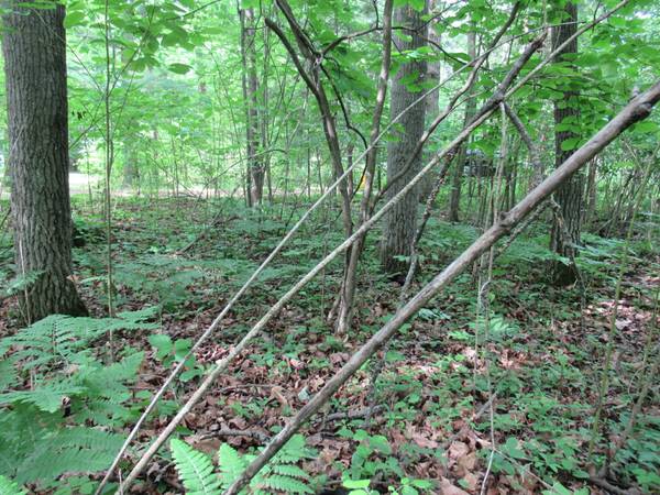 $7,995 Camping lot near parks and lakes (Skidway Lake, MI)64037723486466123