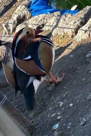Mandarin Duck Male (50% White) 1