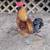 Rooster 1 thumbnail