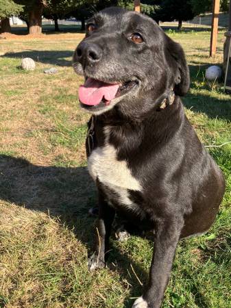 2 dogs, fixed females63916333979395122