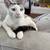 Siamese Mix 4 thumbnail
