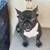 Farm Raised Frenchies Looking for Their New Home 8 thumbnail