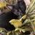Siamese Maine Coon 5 thumbnail