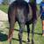 AQHA black coming 2yr old -trades 5 thumbnail