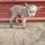 Nigerian Dwarf Goats 4 thumbnail