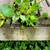 Floating water hyacinth great for ponds 2 thumbnail