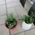 Set Of Red & White Polka Dot Garden Pots With Succulents 2 thumbnail