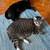 $1400 – Big Bedroom in Spacious Crown Heights Apartment 9 thumbnail