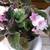 Indoor Plants  ~ African Violets and Others 9 thumbnail