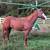 APHA Paint Colt 2 thumbnail