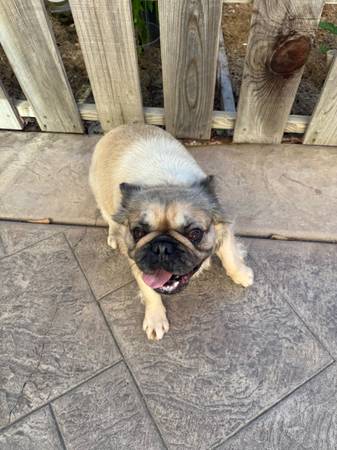french bulldog female adult fluffy (Sacramento)63679341699585123