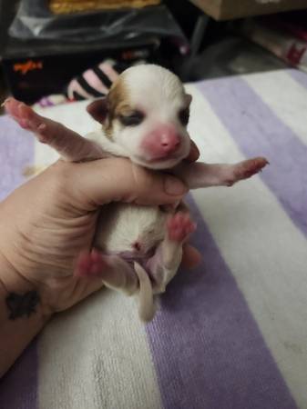 Puppy needs home63993568463491123