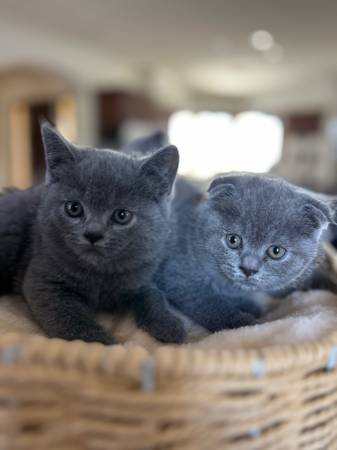 Scottish Fold Kittens63865302256515120
