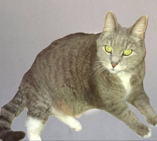 Lost Cat - Grey Tabby Cat (Saugus)63348503890433120