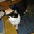 Female Sylvester cat needs a permanent home 3 thumbnail