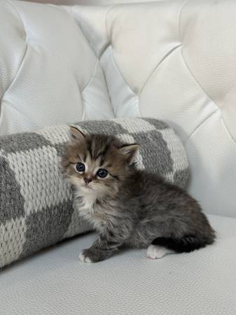 Rehoming for Scottishfold/ tabby kitten63853464707715124