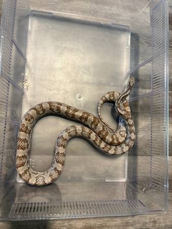 Hembra adulta de serpiente ratonera63850258526979120