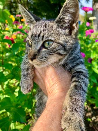 Beautiful Kittens (Chelsea)63875423430785121