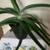 Large Aloe Vera Plant 2 thumbnail