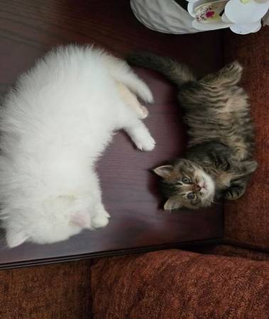 Persian kittens available! (929-93nine-4753)63977769687171121