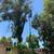 Marcos 🌲 Tree Service 13 thumbnail