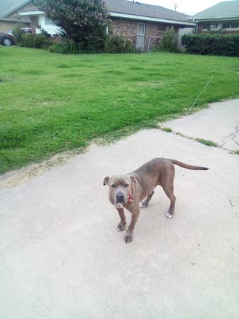 Pitbull hembra (Oklahoma City)63670625888641123