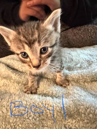 Kittens ready to go!63808881949955124