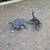 Free male and female Kittens 2 thumbnail