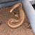 Ball python rehome 7 thumbnail