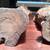 Koa Wood Sculptures (Rare Pair) 3 thumbnail