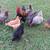 Chickens: Young Fresh Laying Hens. Eggs 1 thumbnail