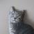 tapestry TABBY CAT brown striped Pillow 1 thumbnail