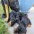 Doberman Pups / Rehoming 2 thumbnail