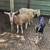 Toggenburg Doe and La Mancha Doe 1 thumbnail