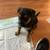 German shepherd mix 7 thumbnail