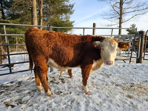 Hereford Heifers-3 and Bull Calf-1 1
