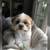 Friendly, Reliable Dog Walker / Pet Sitter – Licensed Rover Caregiver 8 thumbnail