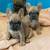 French bulldog puppy 5 thumbnail