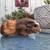 Guinea pigs 9 thumbnail
