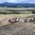 Katahdin whethers and ewes 6 thumbnail