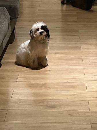 Shih Poo (Montclair)64664712458882120