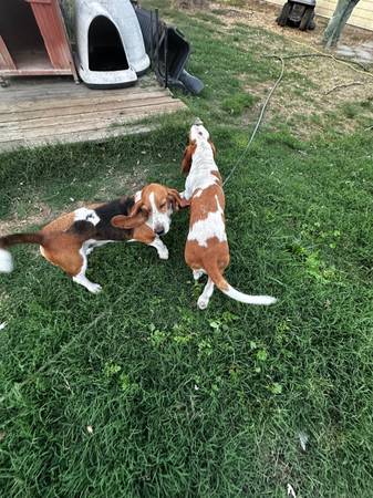 Basset Hounds (santa rosa)63862001543553123