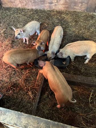 Mangalitsa x Piglets available 12/1 1