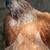 Laying Hens/Pullets 8 thumbnail