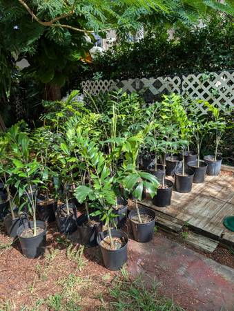 Foxtail palms in 3 gallon pots by four at $10 each and get one free 1